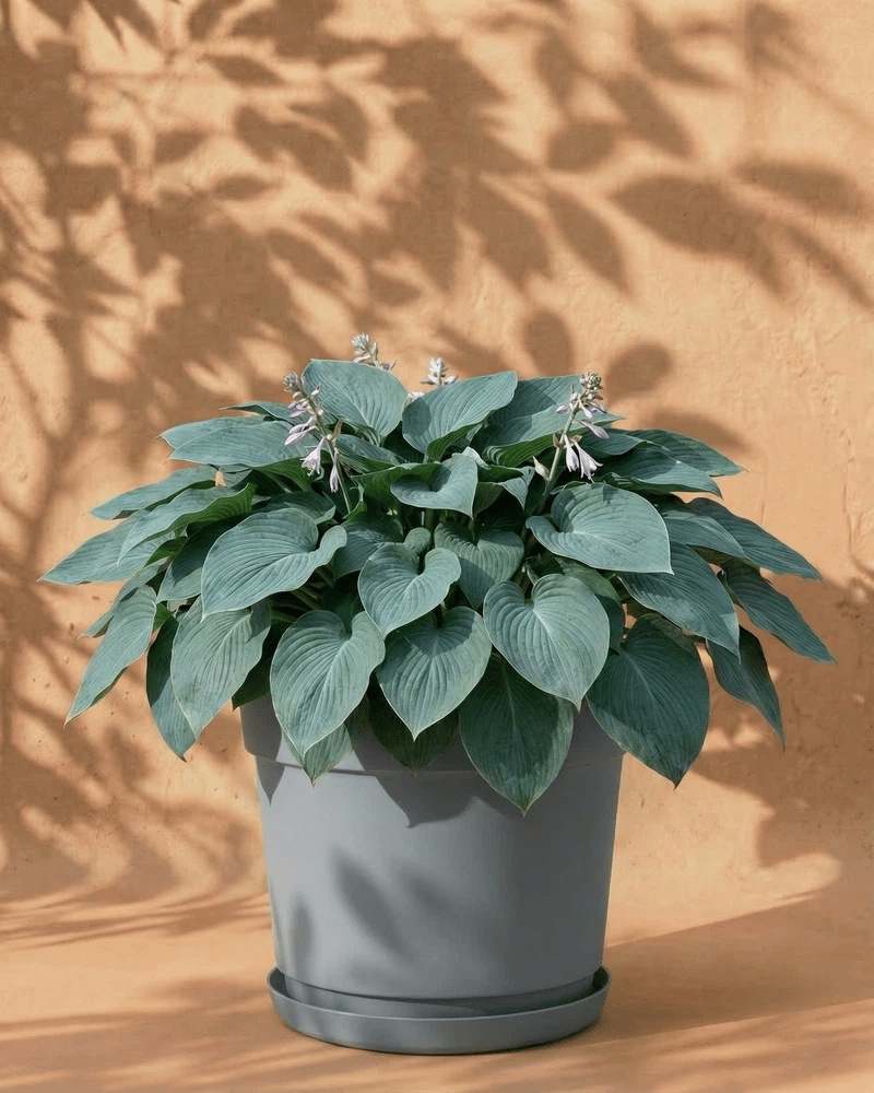 feey-amsterdam-blaue-hosta-funkie-2-stk-rhizom-winterhart image 7