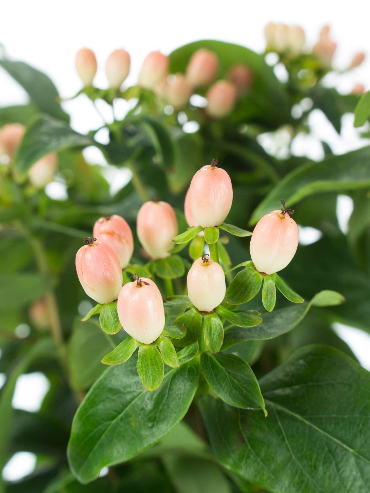 blumigo-hypericum-pink-fall-greenery-apricote image 1