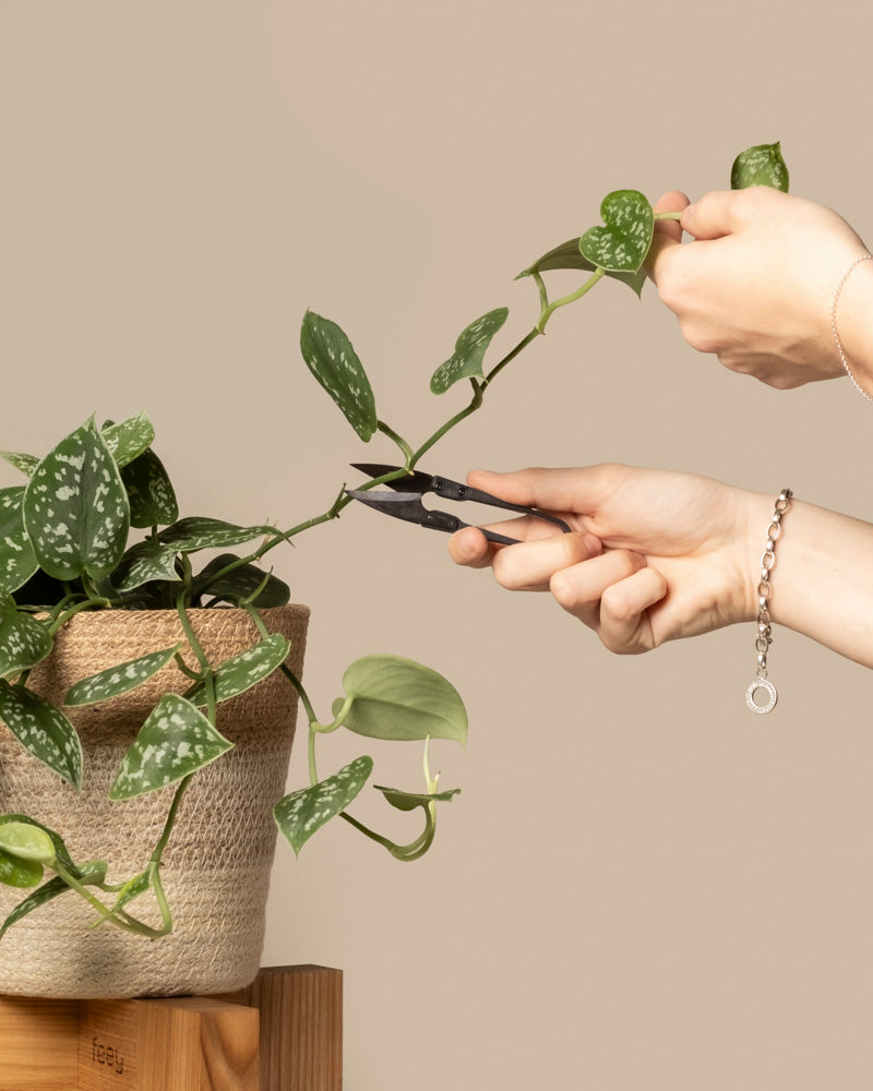 feey-lumi-kleine-pflanzenschere-f-r-zimmerpflanzen-und-bonsai image 2