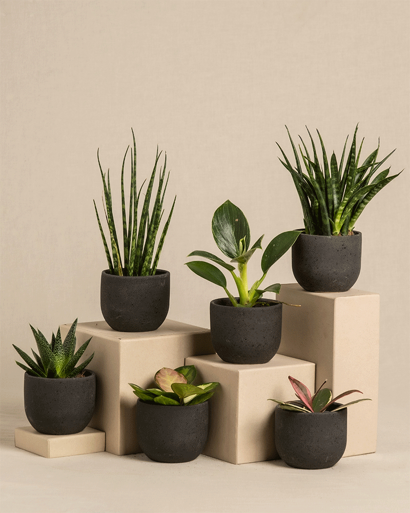 feey-variado-berraschungs-babypflanzen-6er-set-ohne-bertopf image 5