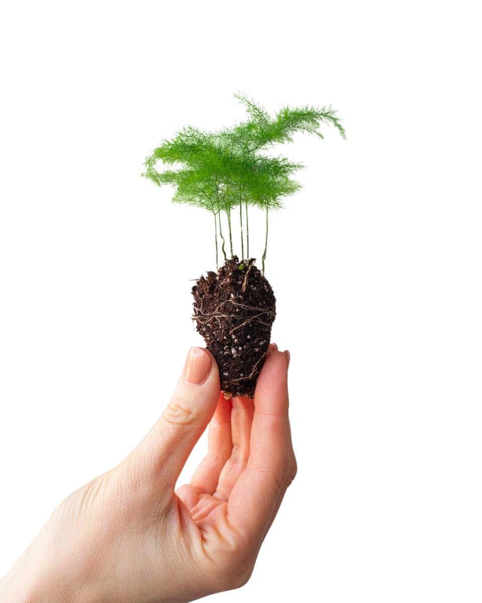 plnts-babyplnts-asparagus-fern-zimmerpflanze-15-cm-federartig image 7