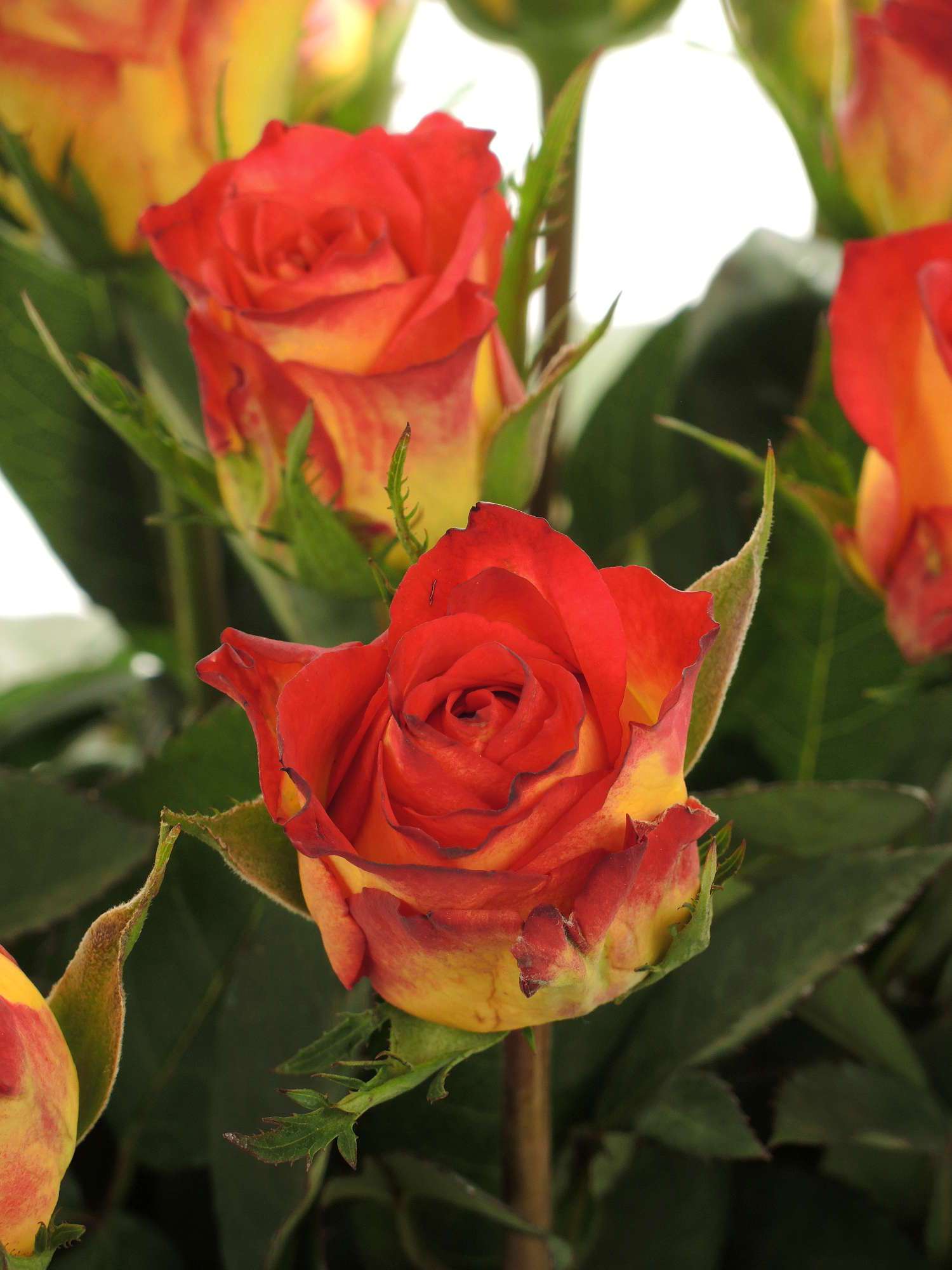 blumigo-rosen-catch-schnittrose-orange-rot image 1