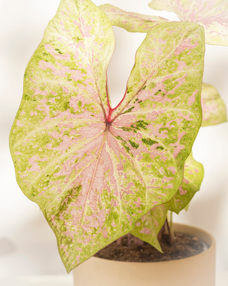 feey-variado-caladium-seafoam-pink-zimmerpflanze-ohne-bertopf image 2