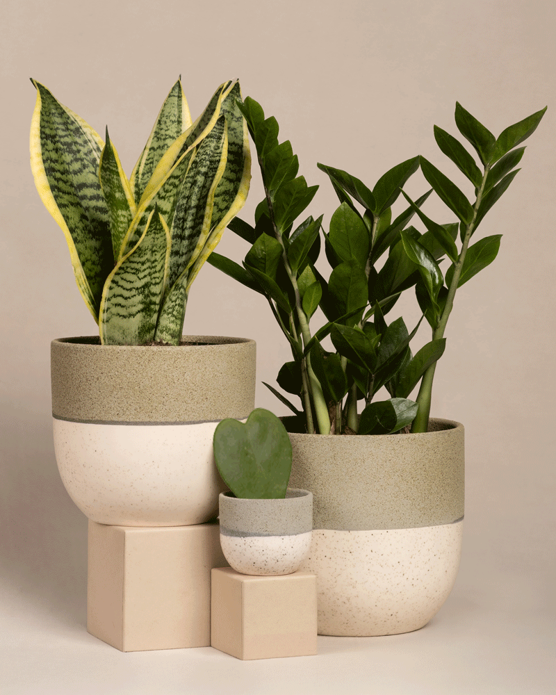 feey-variado-trio-f-r-den-farblosen-daumen-zimmerpflanzen-set-ohne-bertopf image 4