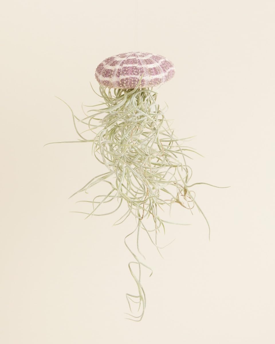plnts-babyplnts-tillandsia-usneoides-luftpflanze-15-cm image 2