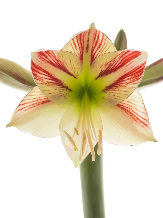blumigo-amaryllis-ambiance-schnittblume-rot-creme image 1