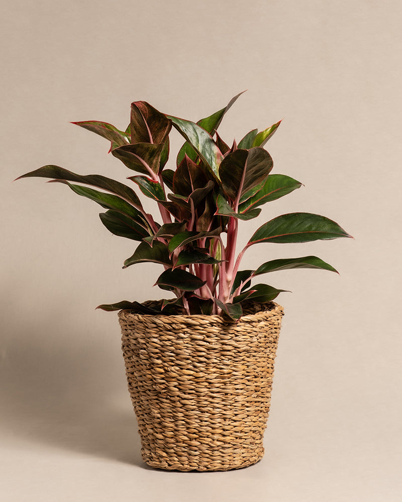 feey-variado-aglaonema-jungle-red-zimmerpflanze-gro-rot image 7