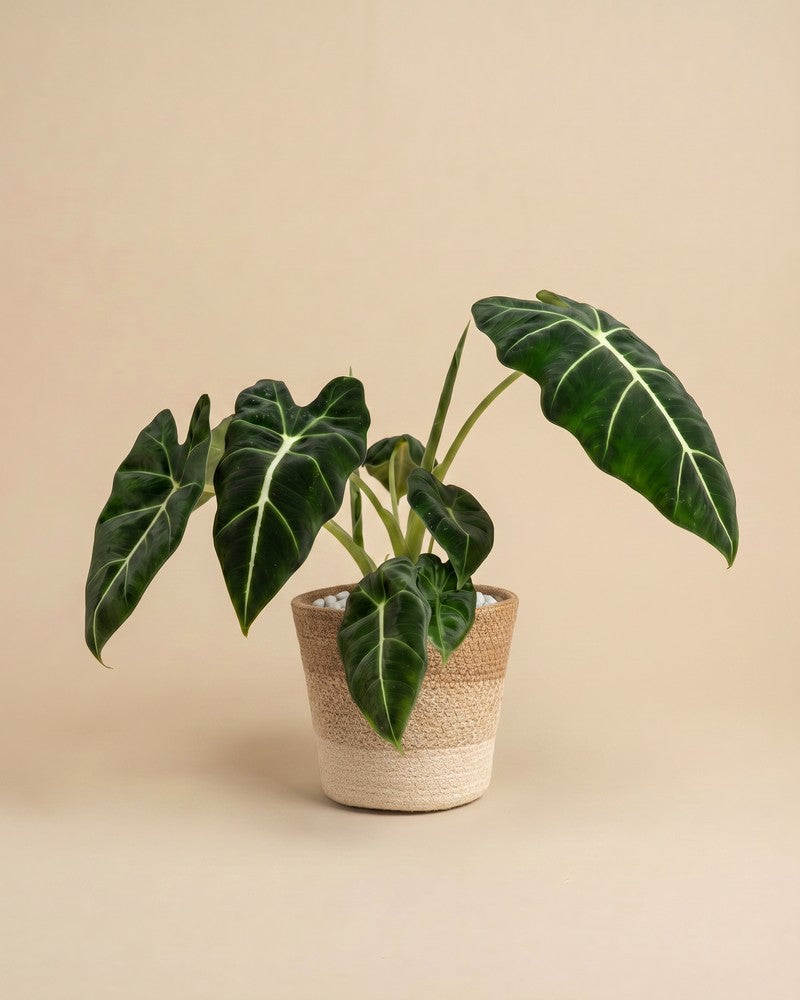 feey-variado-alocasia-frydek-zimmerpflanze-ohne-bertopf-samtig image 8