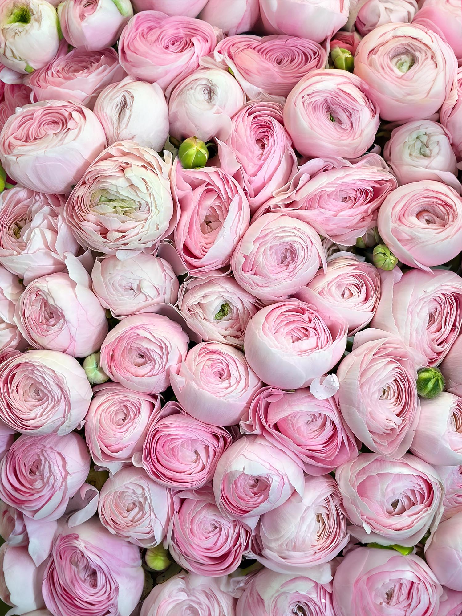 blumigo-ranunkeln-cloni-hanoi-pink-xl-rosa image 4