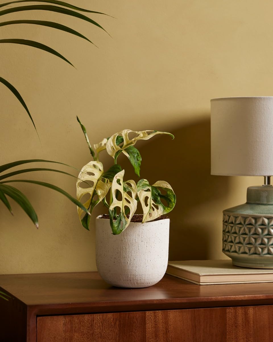plnts-rareplnts-monstera-adansonii-variegated-zimmerpflanze-25cm image 7