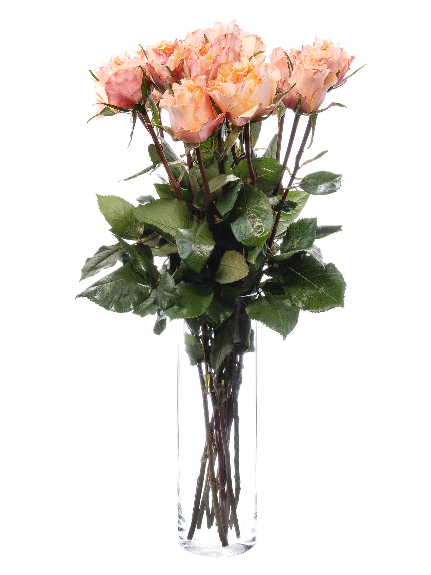 blumigo-rosen-campanella-peach-schnittrosen-apricot image 2