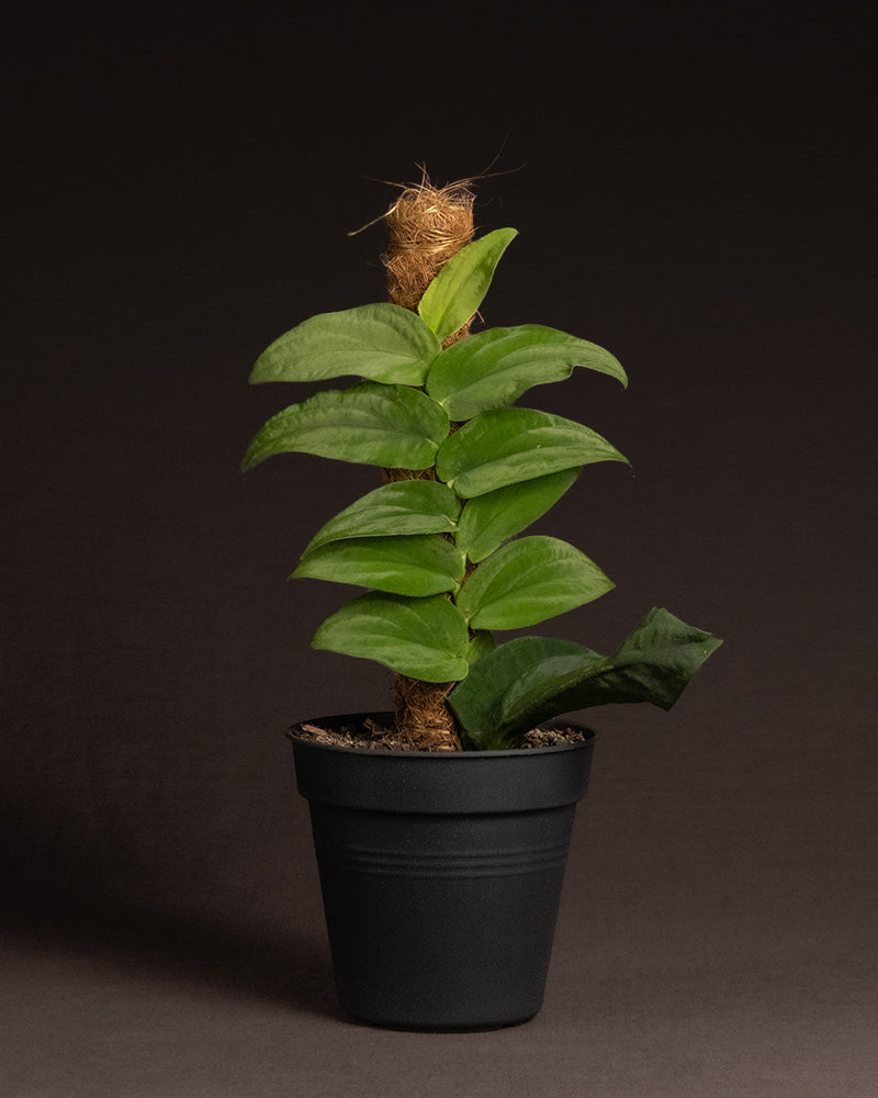 feey-variado-rhaphidophora-korthalsii-zimmerpflanze-ohne-bertopf-rarit-t image 3