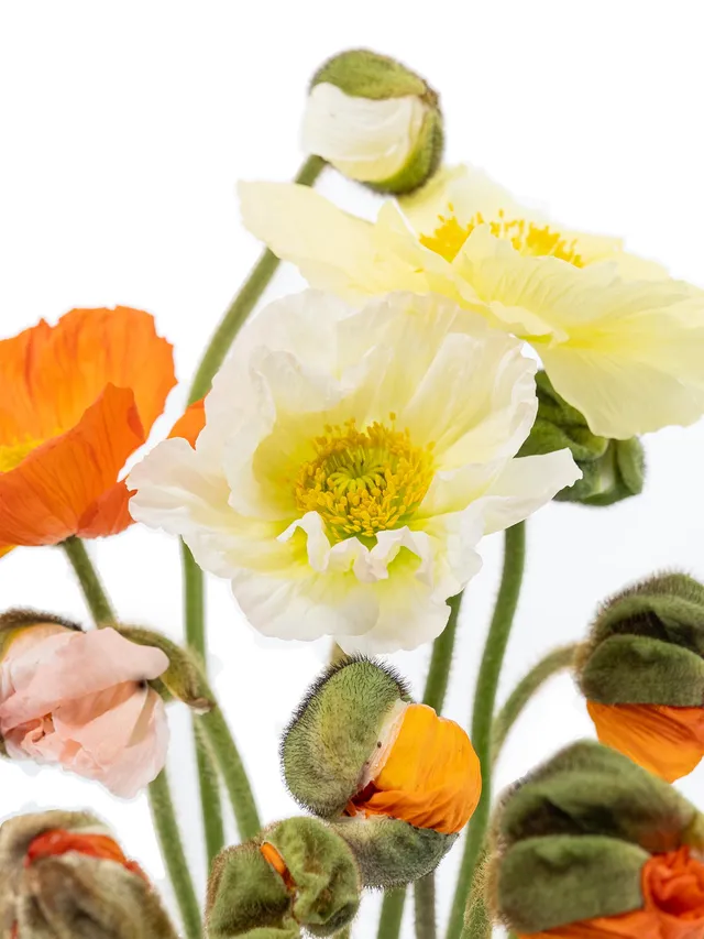 blumigo-herbstdeko-papaver-mohnblumen-bunte-mischung image 1