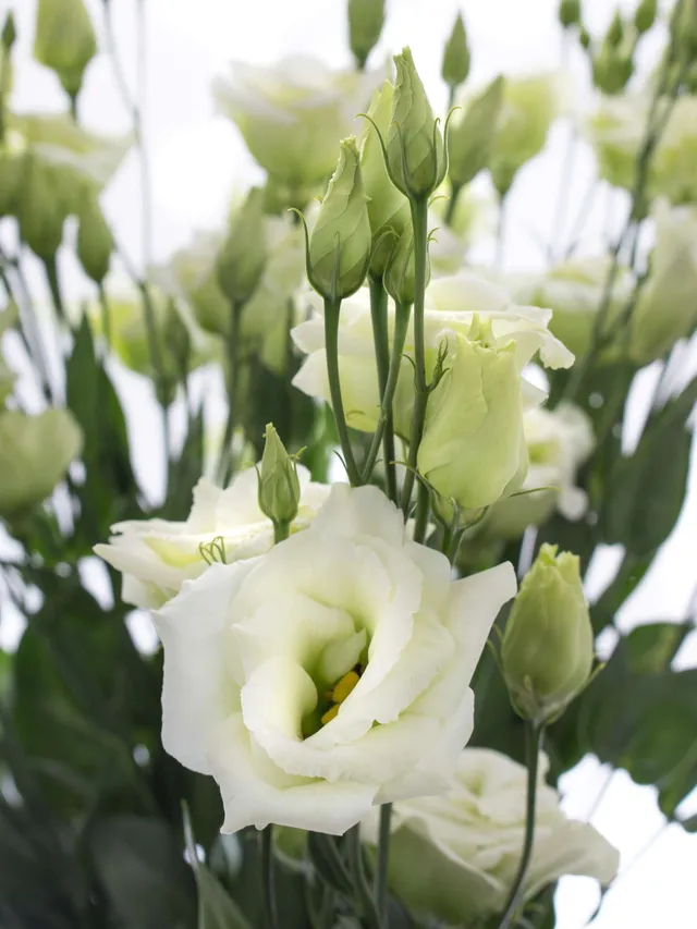 blumigo-lisianthus-rosita-green-gr-ne-schnittblume image 1