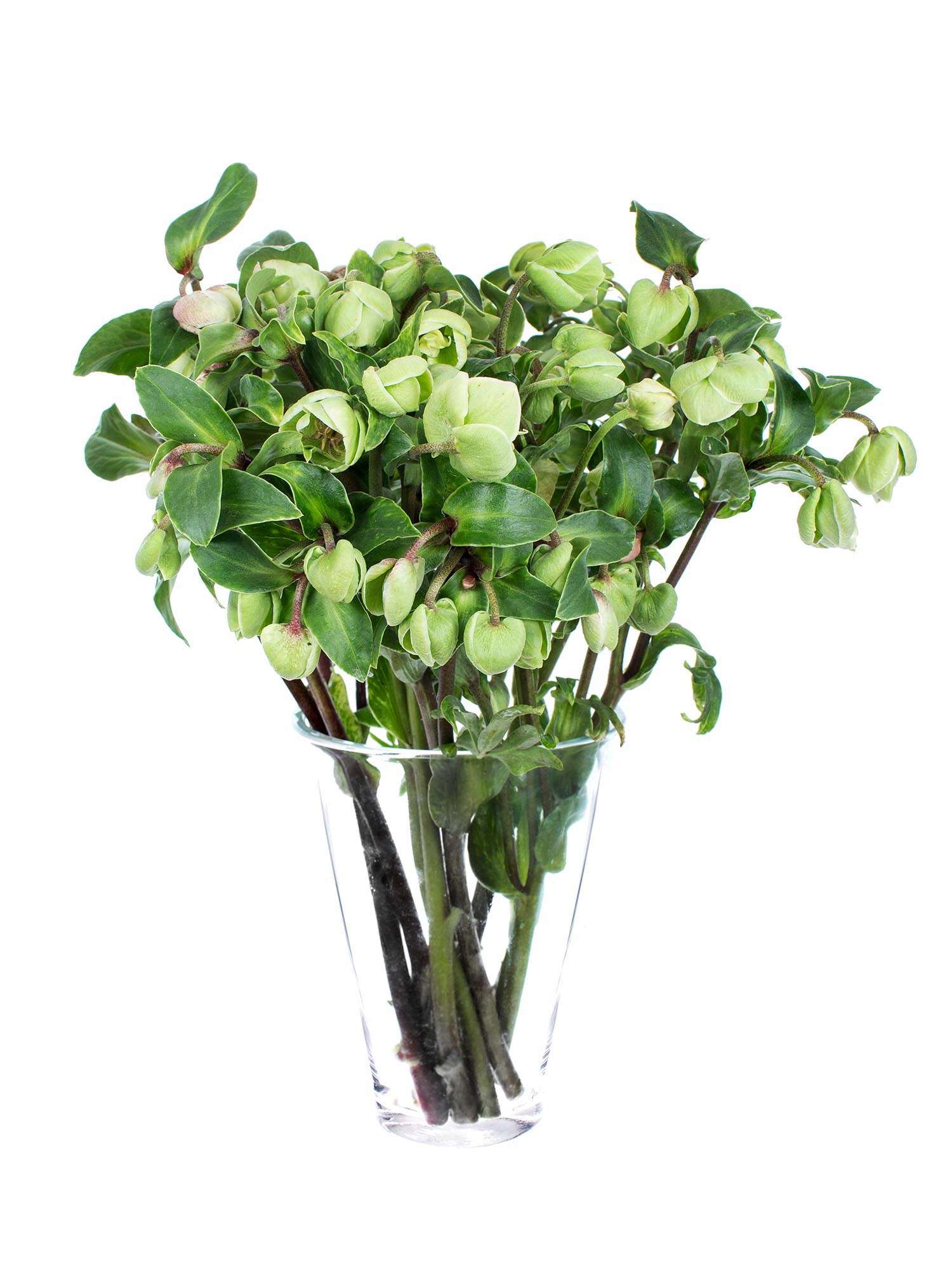 blumigo-christrosen-magnificent-bells-gr-n-wintergr-n image 2
