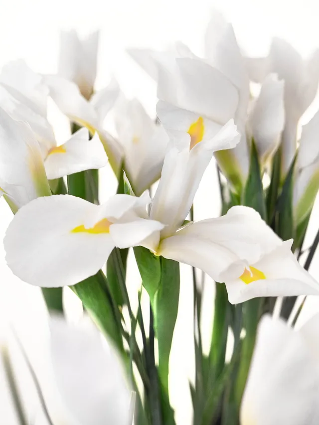 blumigo-blattwerk-iris-casablanca-wei-schnittblume image 1