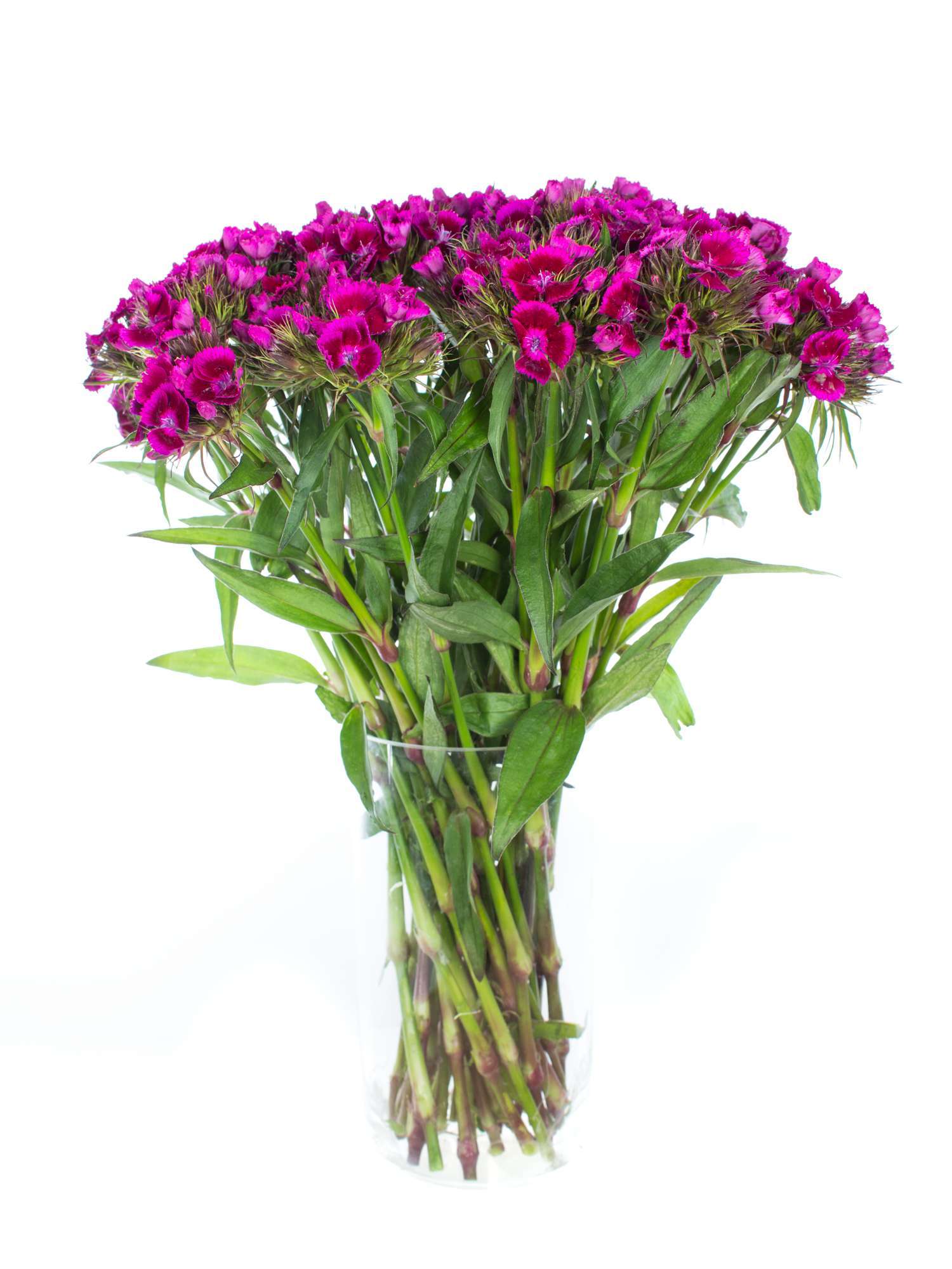 blumigo-nelken-bartnelken-schnittblumen-pink-st-ck image 2