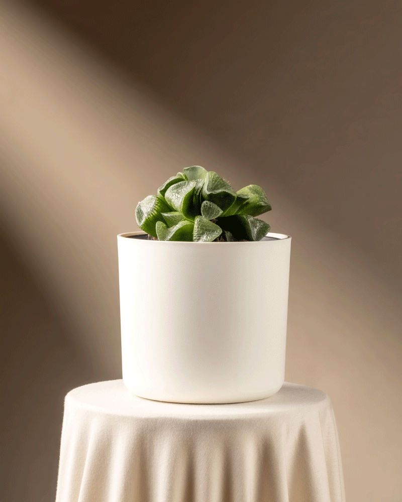 feey-variado-haworthia-retusa-sukkulente-ohne-bertopf-rarit-t image 7