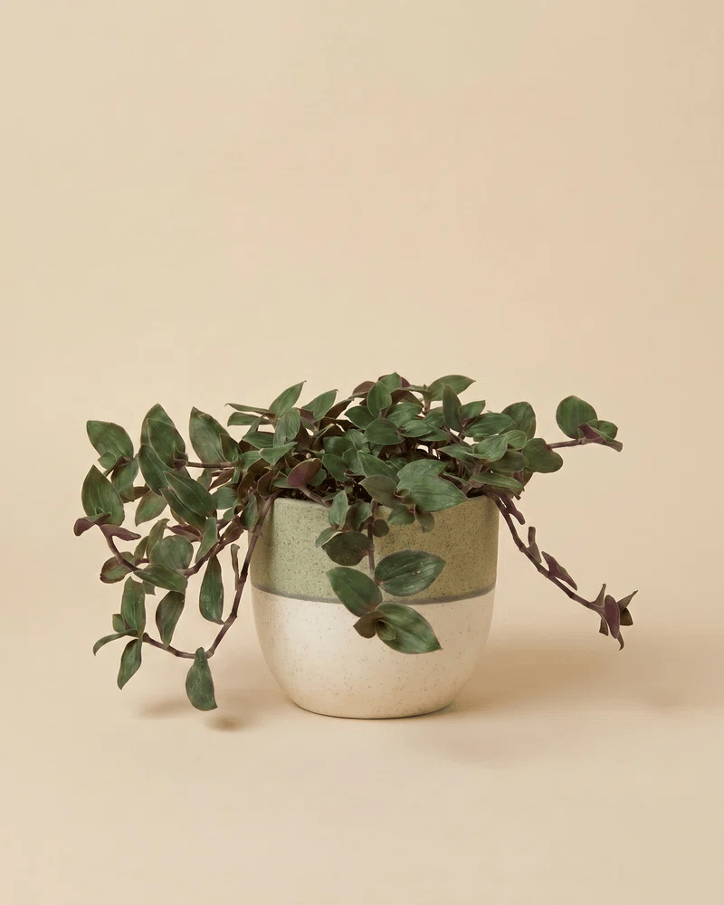 feey-variado-tradescantia-bunny-bellies-zimmerpflanze-klein image 5