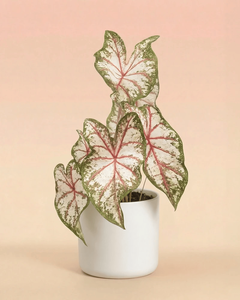 feey-variado-caladium-tapestry-bunte-zimmerpflanze-im-22-topf-ohne-bertopf image 8