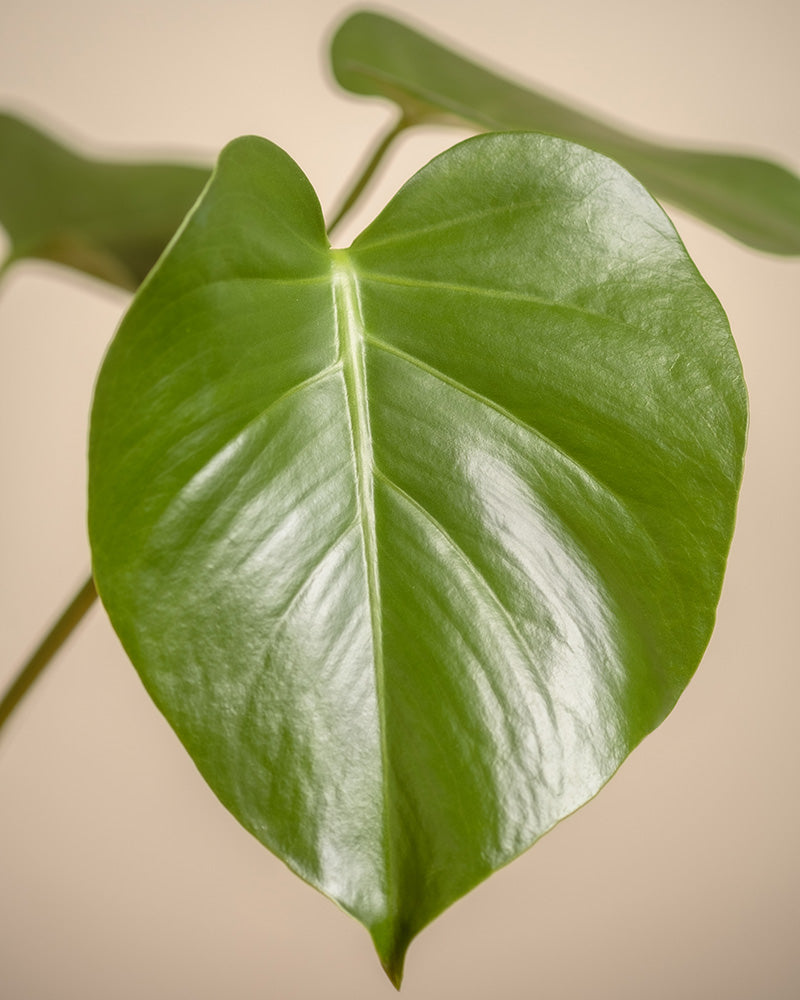 feey-variado-monstera-deliciosa-fensterblatt-ohne-bertopf image 2