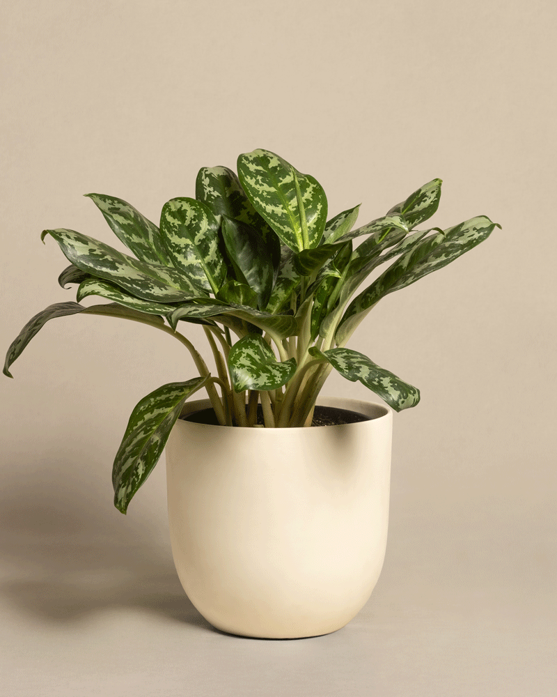 feey-variado-aglaonema-amazon-silver-zimmerpflanze-gross image 6