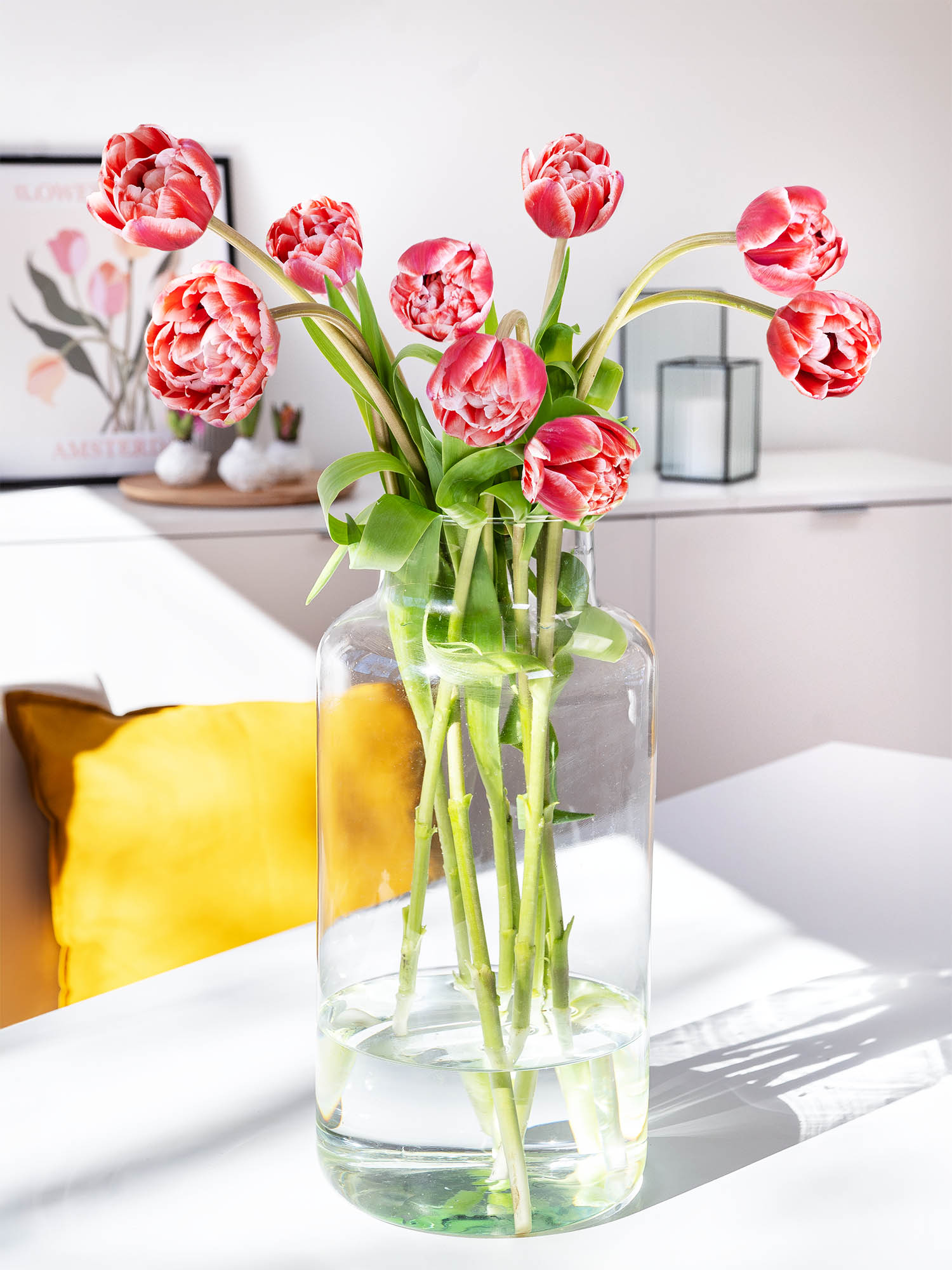 blumigo-tulpen-drumline-gef-llt-schnittblume-pink-creme-1-stiel image 1