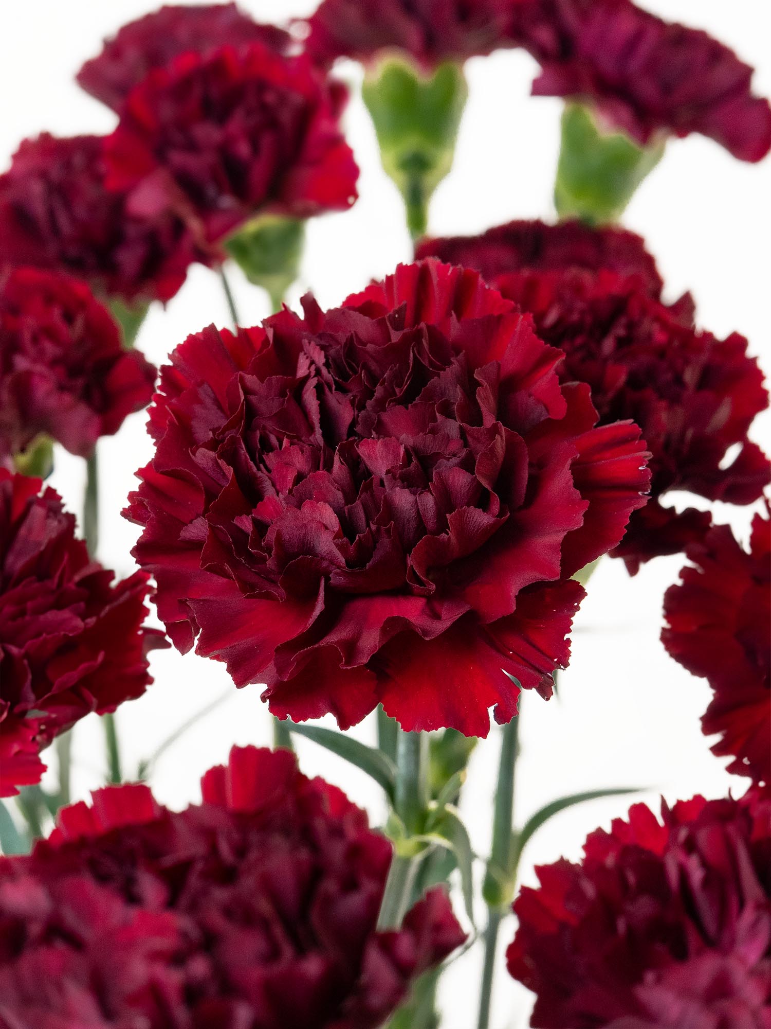 blumigo-edelnelken-crimson-tempo-schnittblumen-dunkelrot image 1