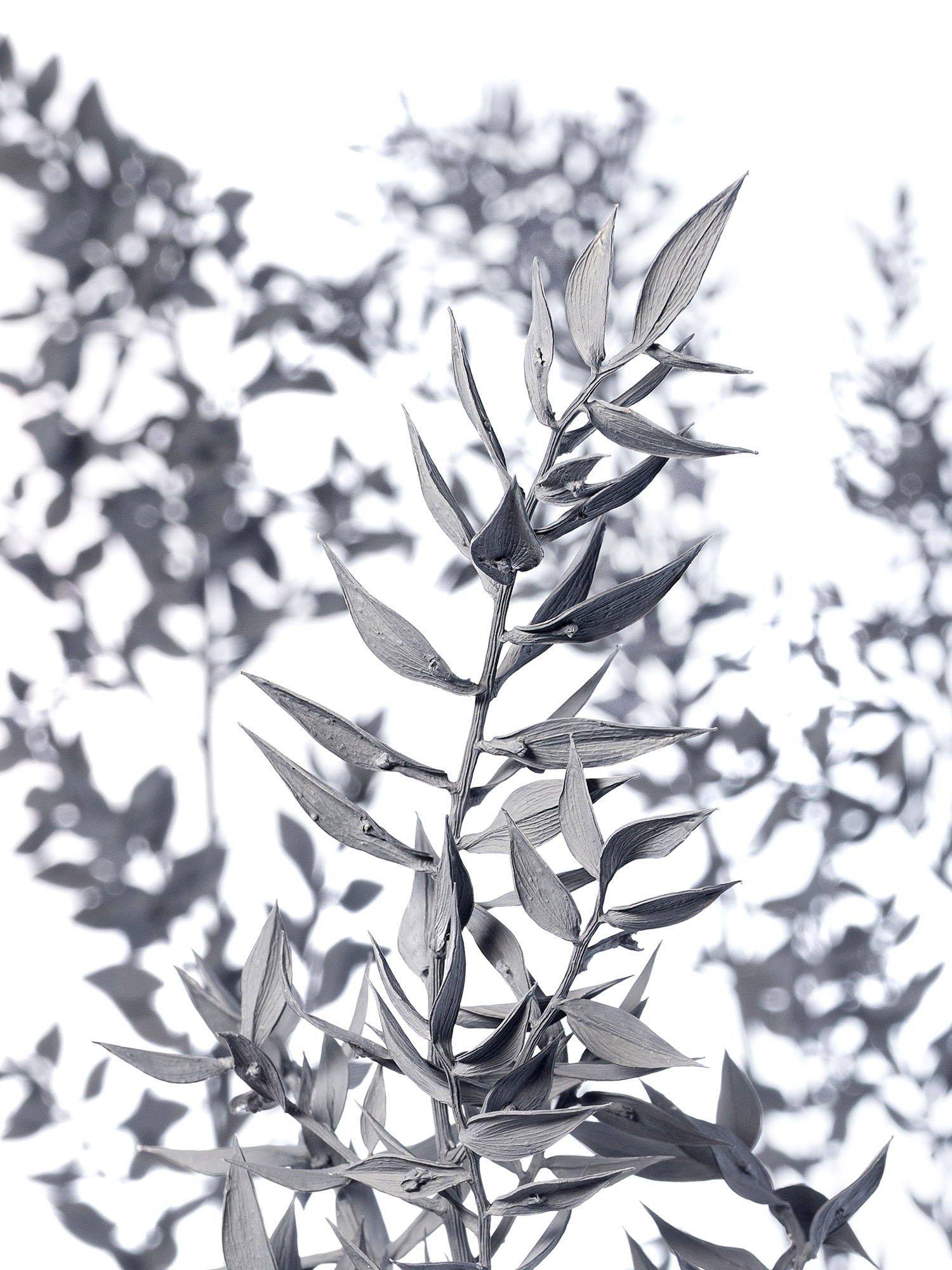 blumigo-trockenblumen-ruscus-m-usedorn-getrocknet-grau image 1