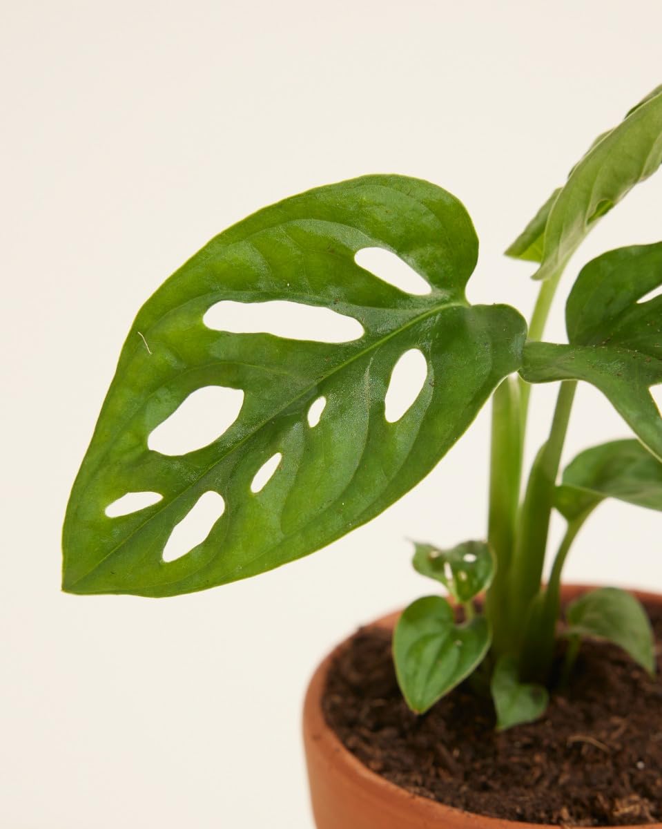 plnts-babyplnts-monstera-adansonii-zimmerpflanze-15-cm image 3
