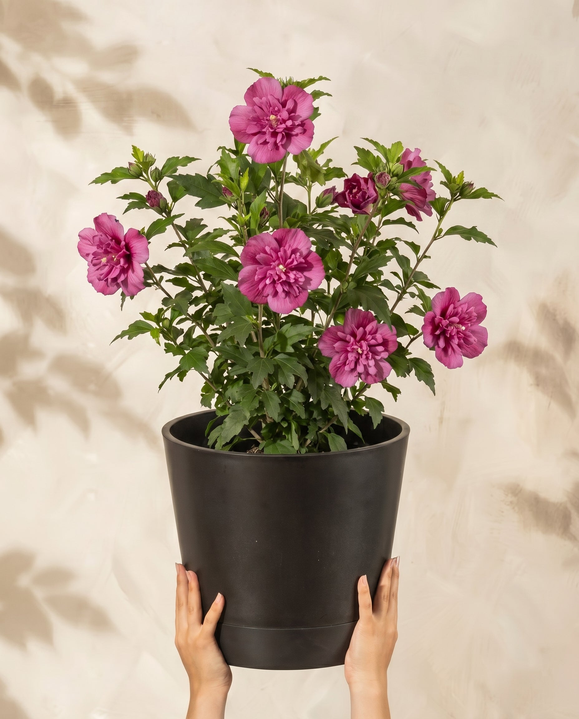 feey-amsterdam-pinker-hibiskus-strauch-winterhart-1-2-m image 1