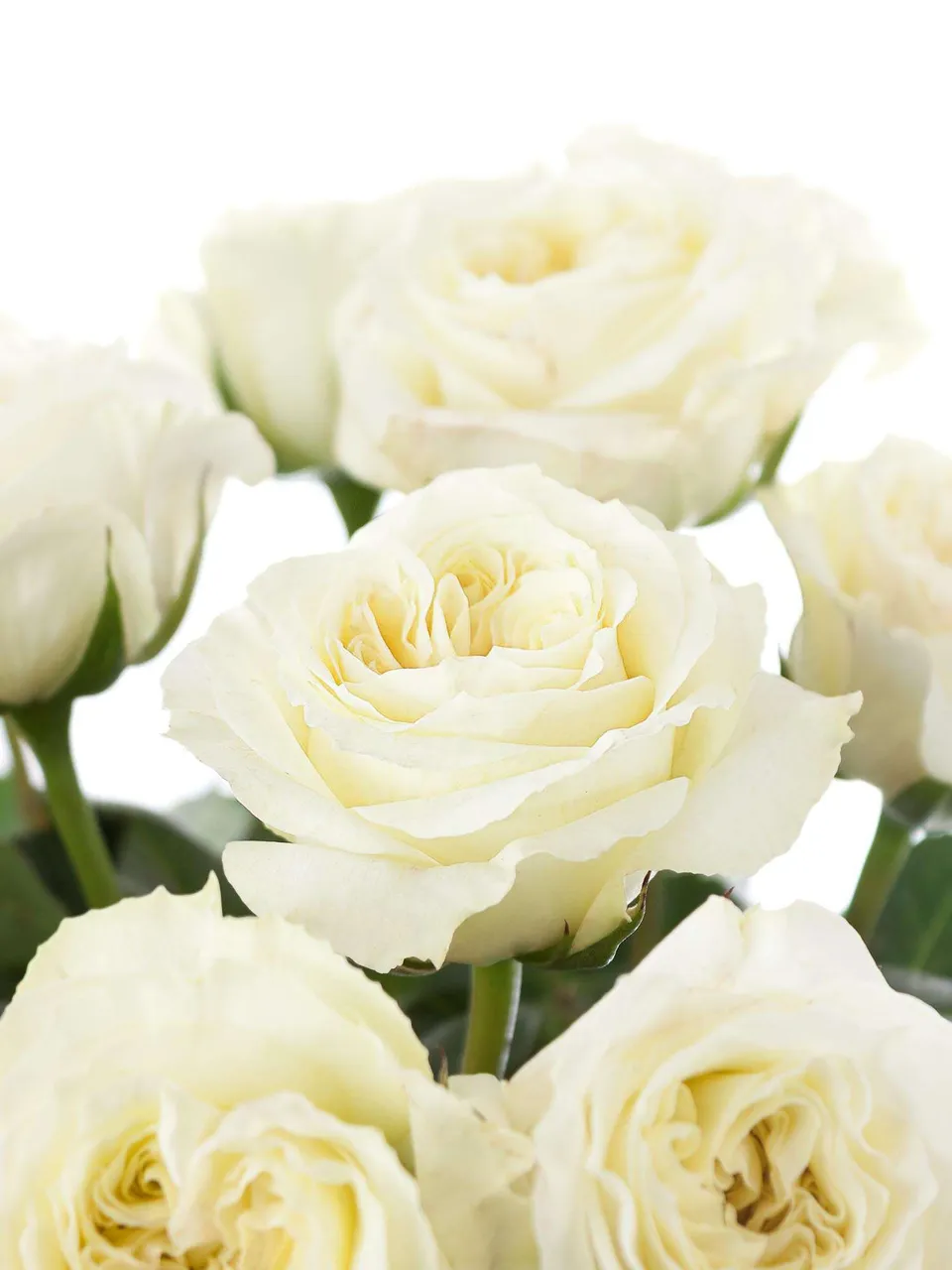 blumigo-rosen-mayra-cream-schnittrose-wei-creme image 1