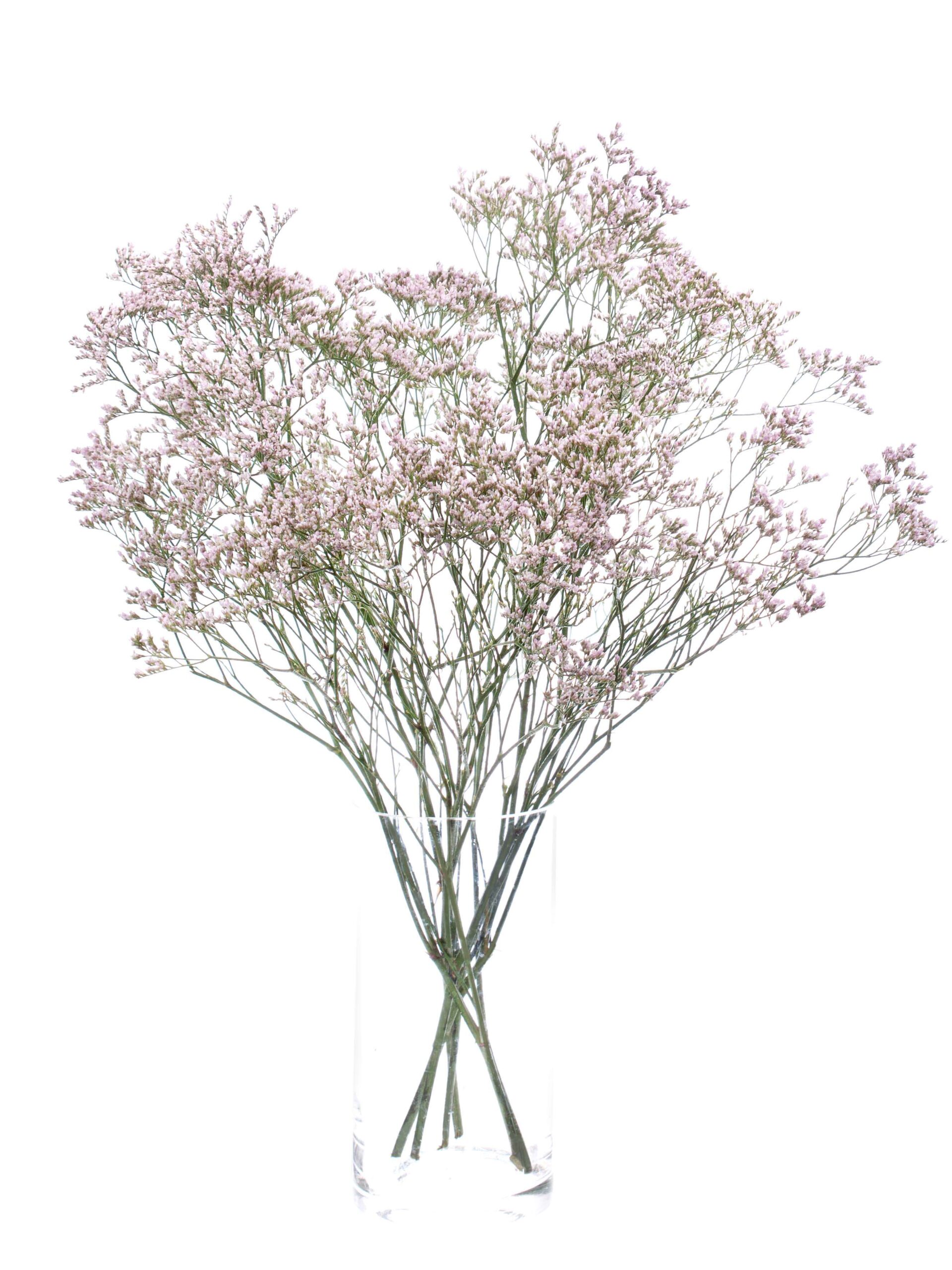 blumigo-strandflieder-pink-emile-schnittblumen-rosa-statice image 4