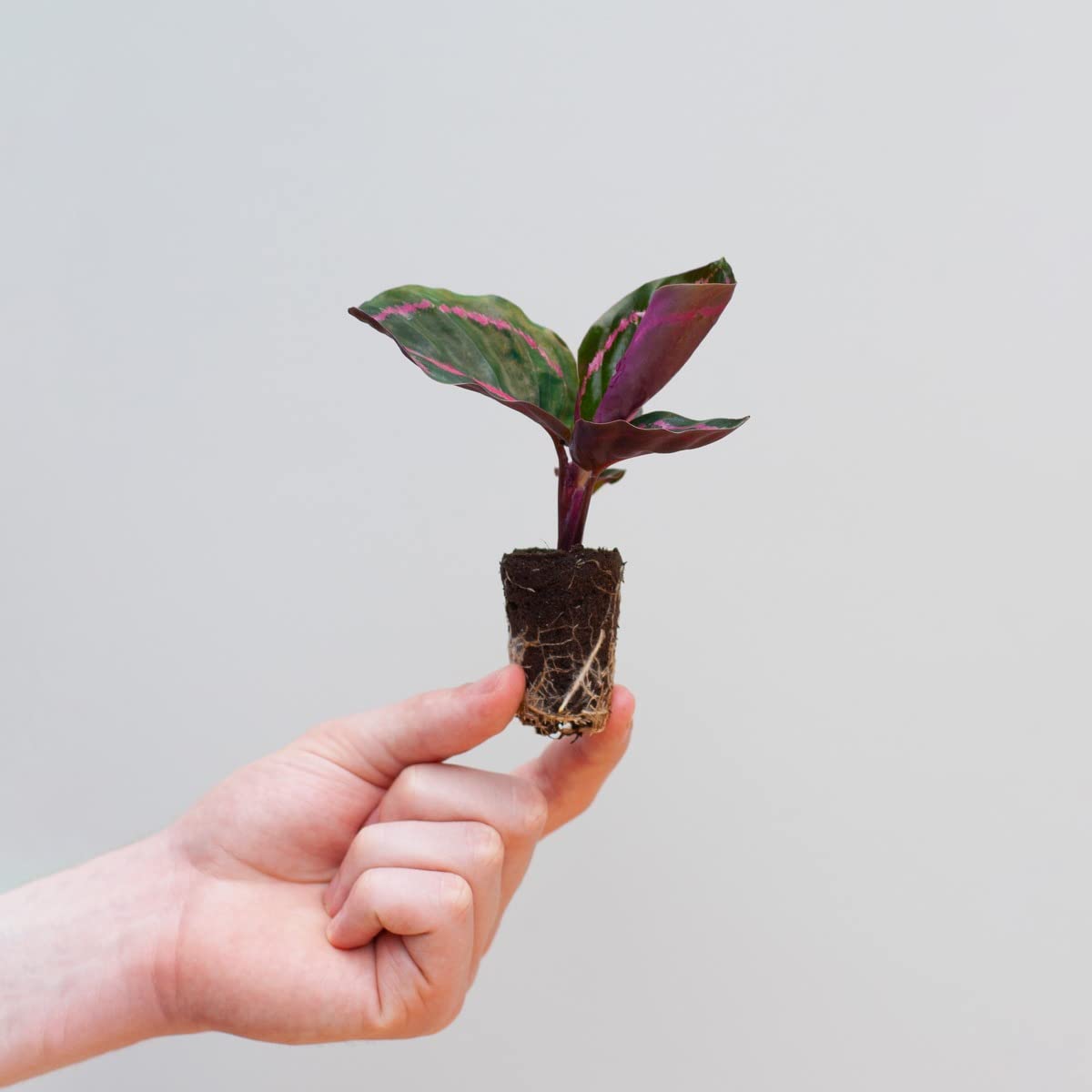 plnts-babyplnts-calathea-dottie-zimmerpflanze-15-cm-rosa image 7