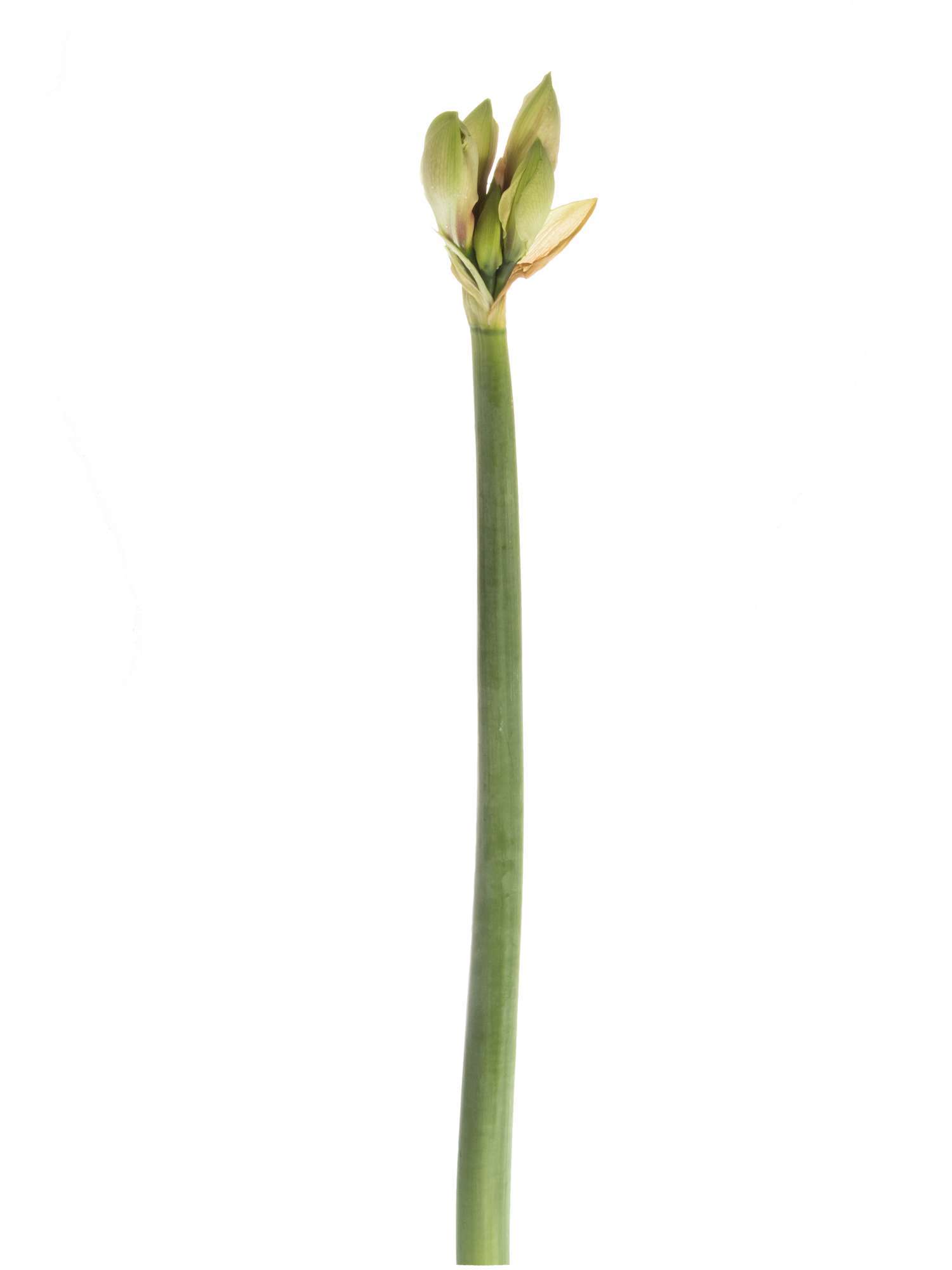 blumigo-amaryllis-darling-ritterstern-rosa-schnittblume image 3