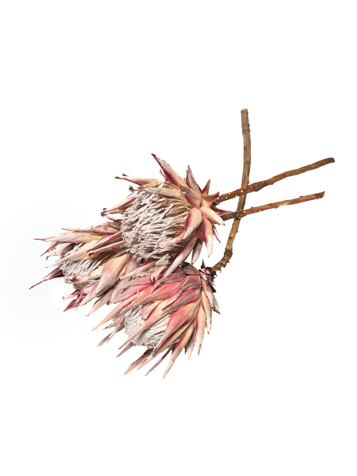 blumigo-trockenblumen-k-nigsprotea-cynaroides-rosa-creme image 4