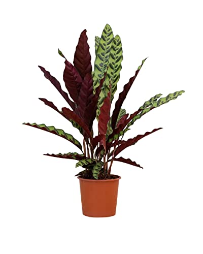 plnts-rareplnts-calathea-insigne-zimmerpflanze-60-cm image 7