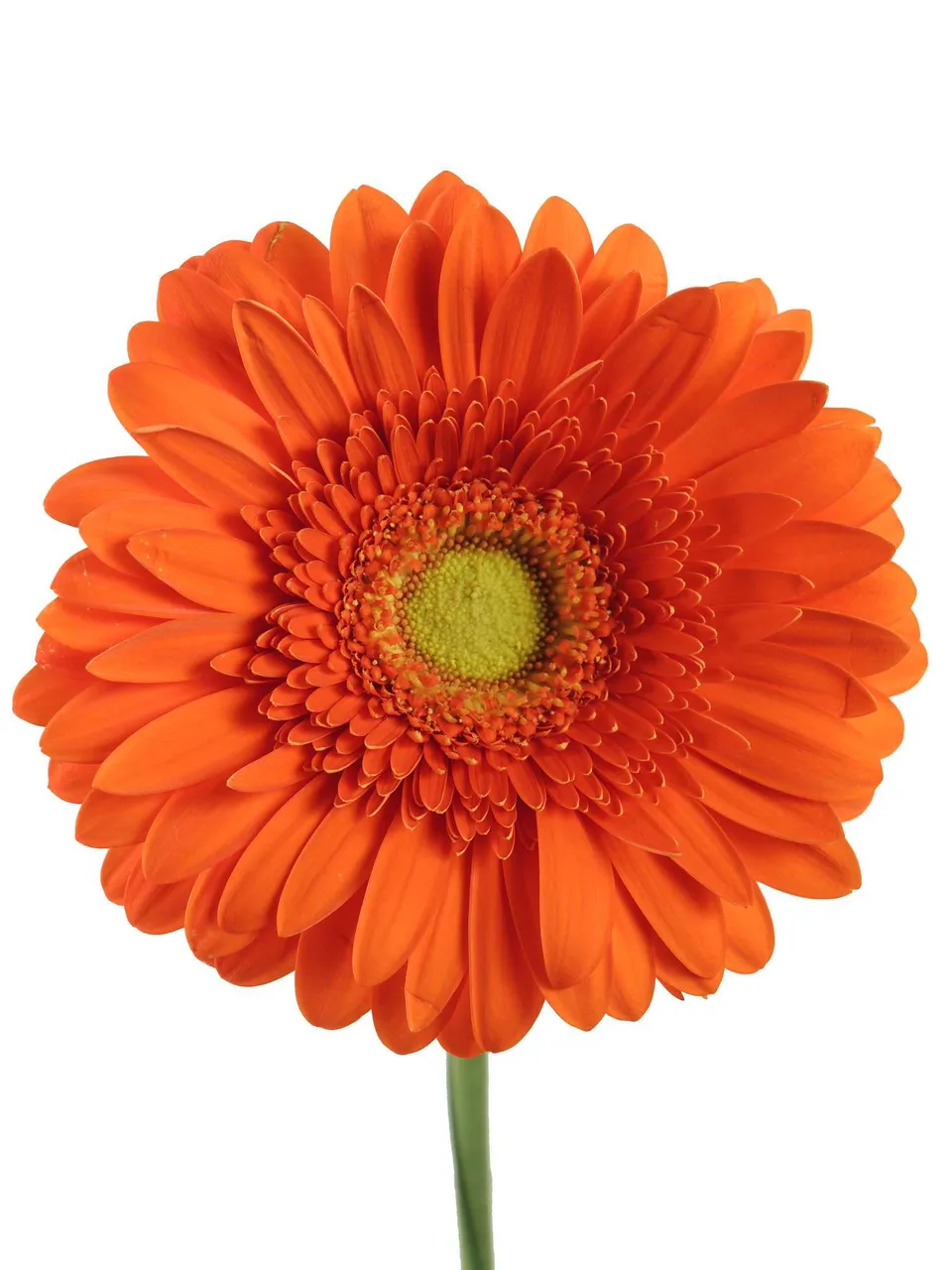 blumigo-gerbera-kingsley-schnittblume-orange image 1