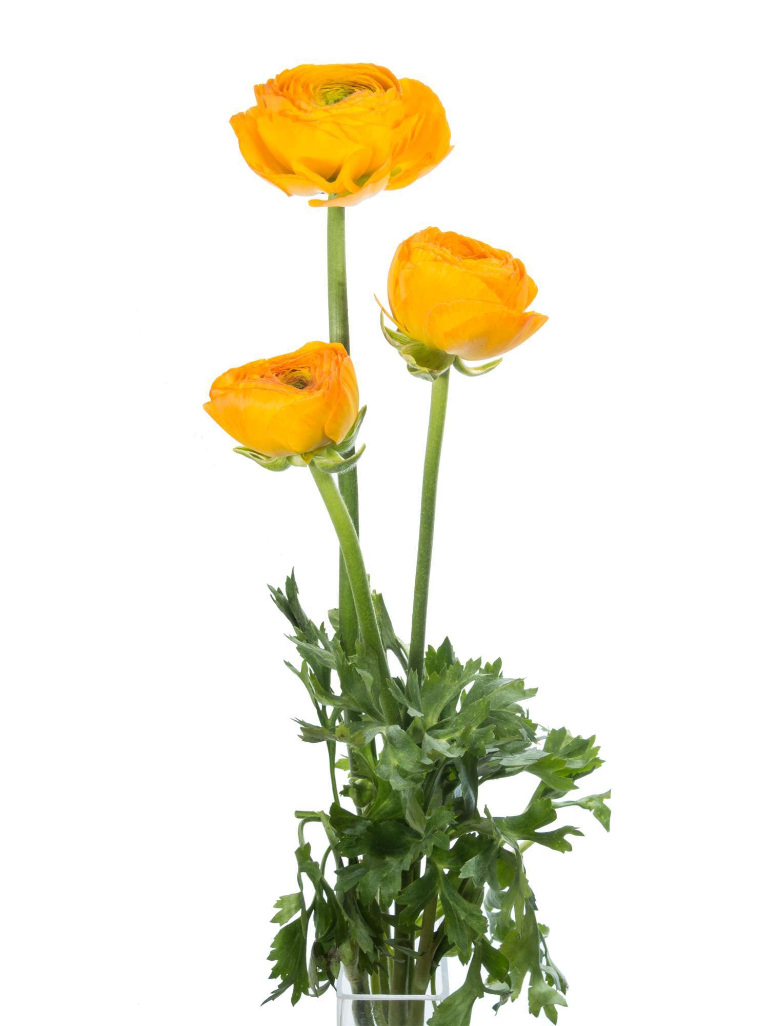 blumigo-ranunkeln-xxl-gelbe-schnittblume-gro-einzelstiel image 5