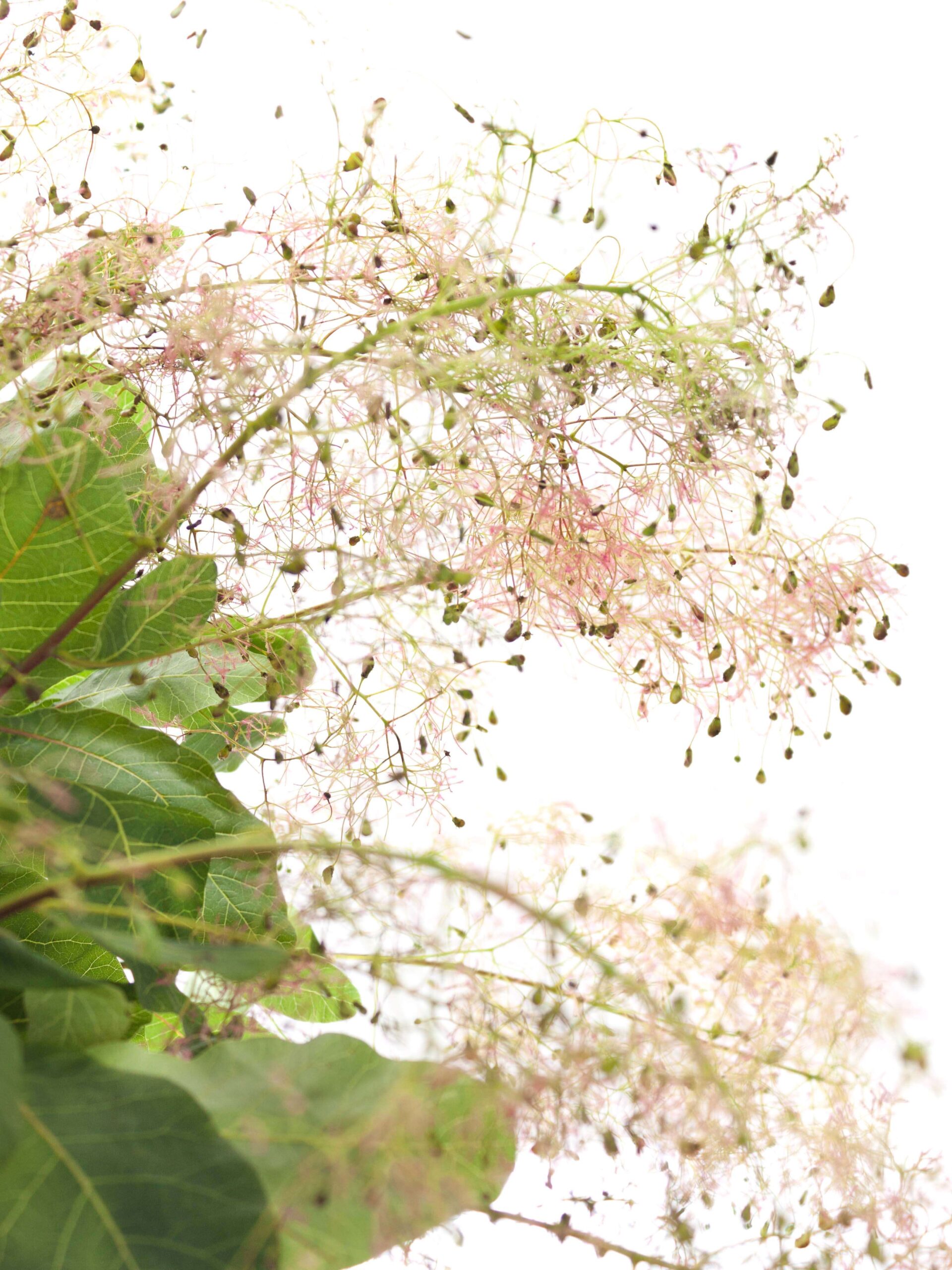 blumigo-cotinus-per-ckenstrauch-zweig-rot-bl-hend image 1