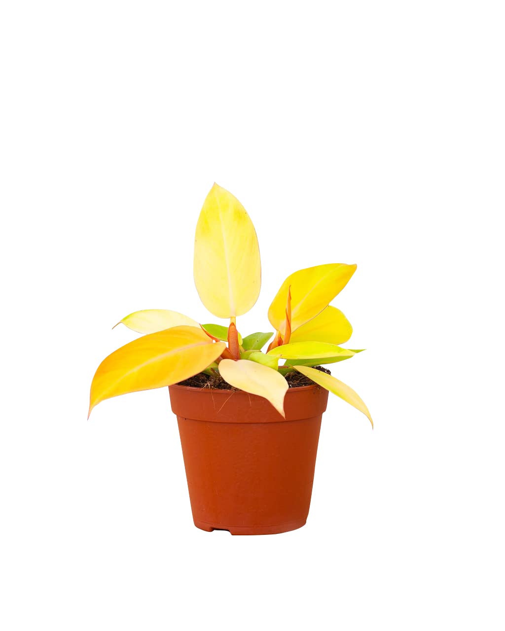 plnts-rareplnts-philodendron-prince-of-orange-zimmerpflanze-12cm image 1