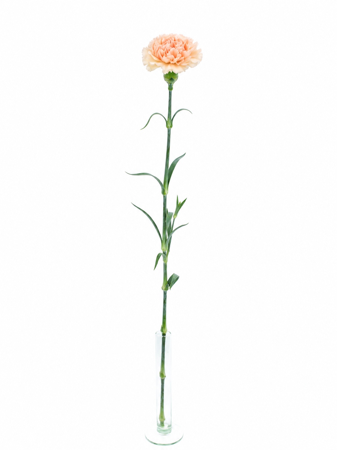 blumigo-nelken-lady-cappuccino-schnittblume-apricot-creme image 3
