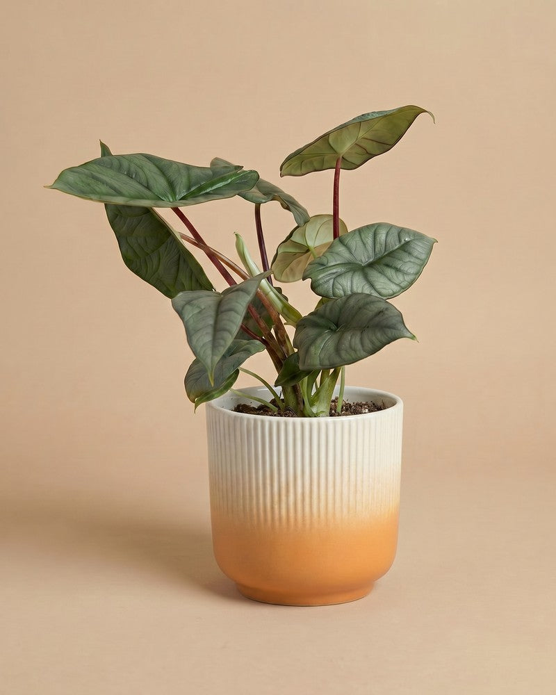 feey-variado-alocasia-silver-nebula-elefantenohr-ohne-bertopf-rar image 7