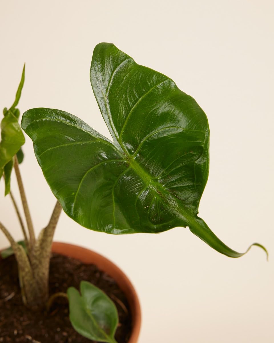 plnts-rareplnts-alocasia-stingray-zimmerpflanze-35cm image 3
