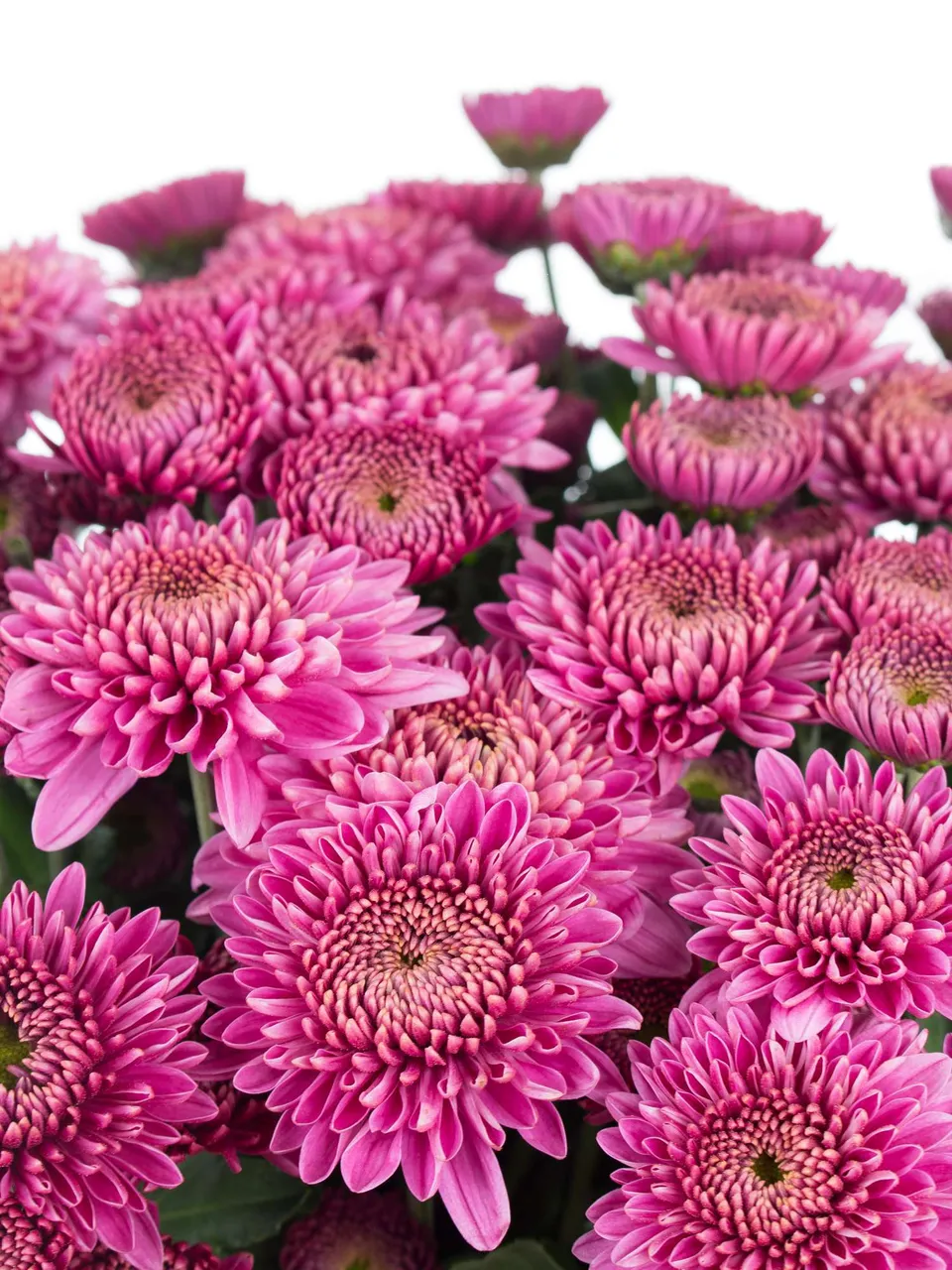 blumigo-herbstdeko-blenda-purple-herbstastern-violett-schnittblume image 1