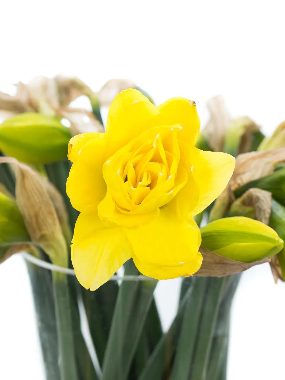 blumigo-fr-hlingsknollen-narzissen-dick-wilden-gelb-gef-llt image 1