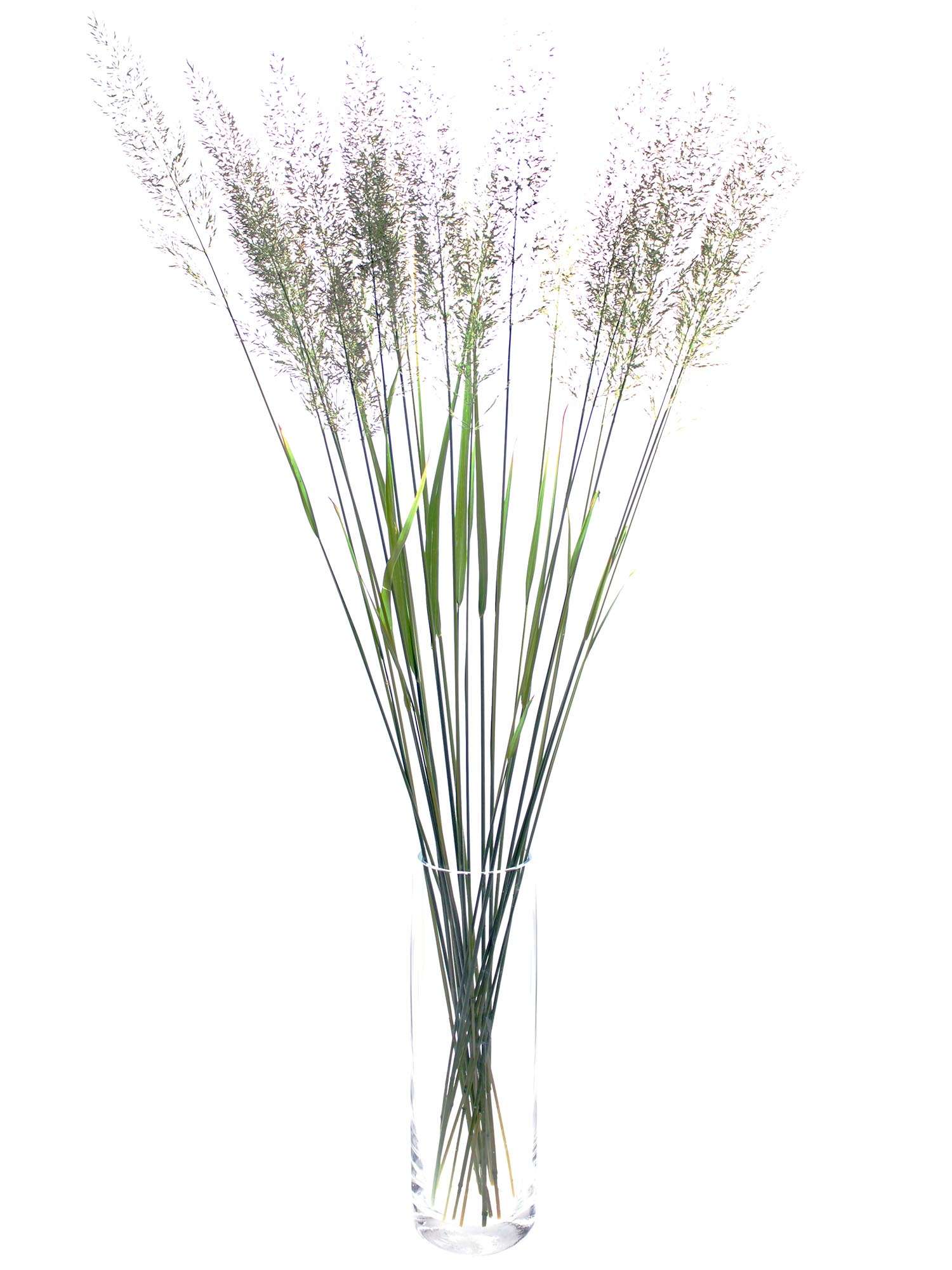 blumigo-calamagrostis-brachytricha-diamantgras-ziergras image 2