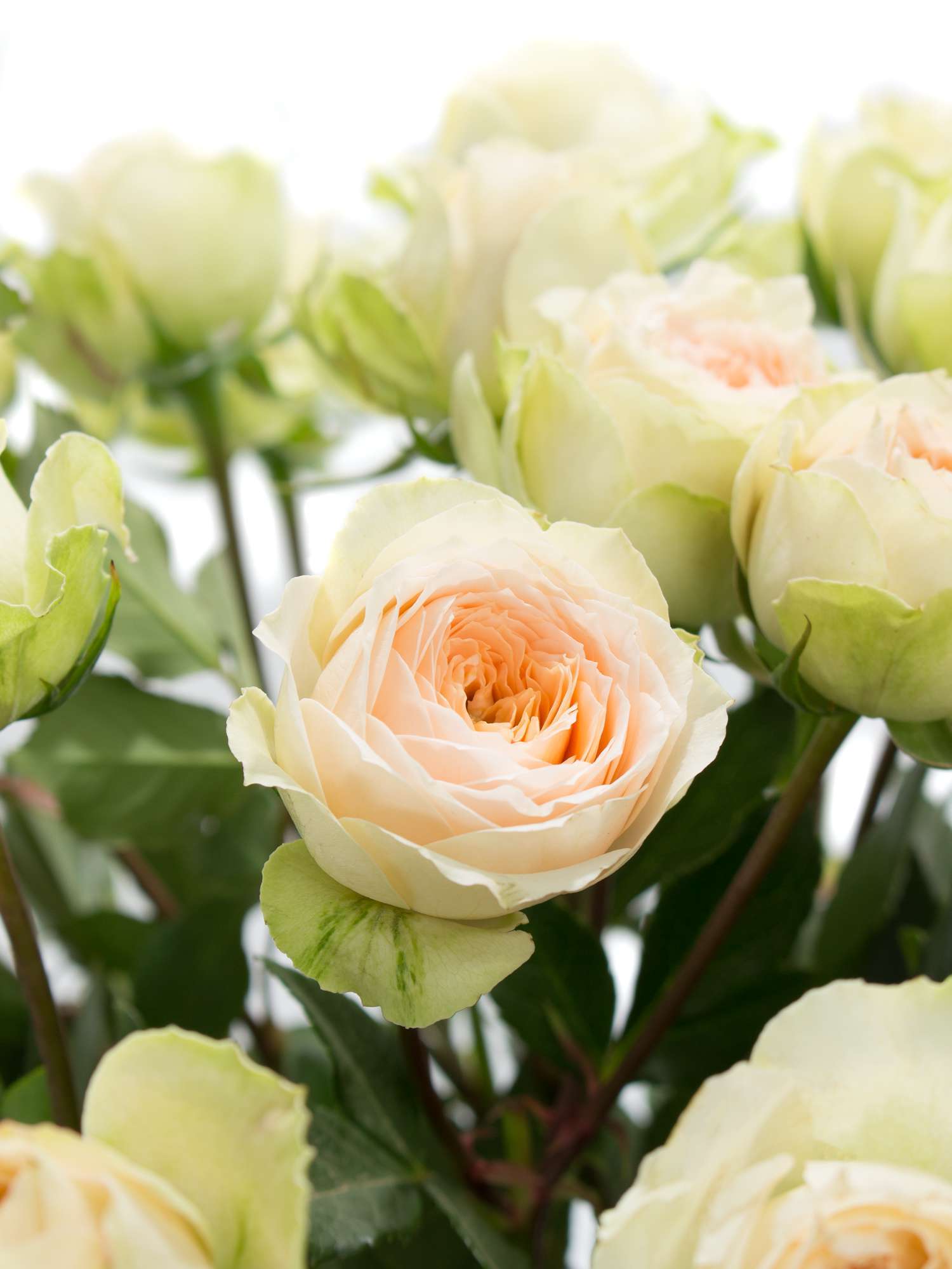 blumigo-rosen-pavlova-verzweigt-creme-apricot-spray image 1