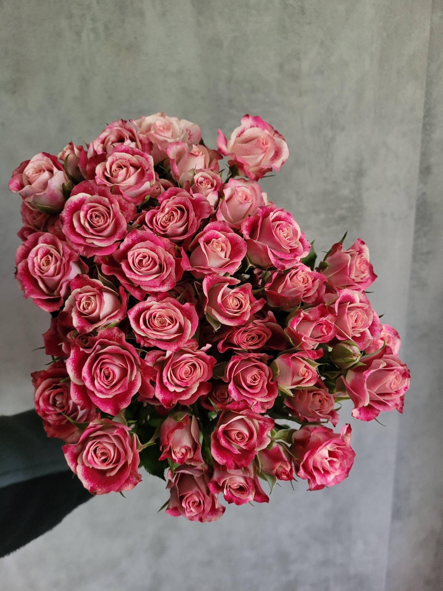 blumigo-flinders-lane-rose-verzweigt-pink-wei image 1