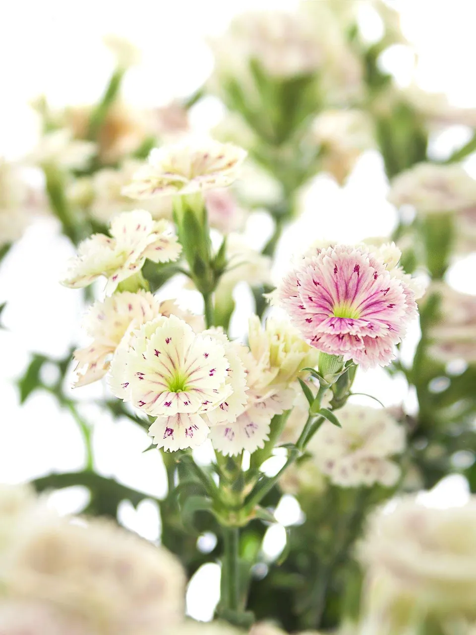 blumigo-nelken-raffine-elea-nelke-pink-creme-verzweigt-frisch image 1
